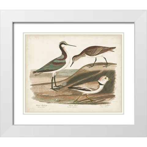 Waterbird Trio III White Modern Wood Framed Art Print with Double Matting by Wilson, Alexander