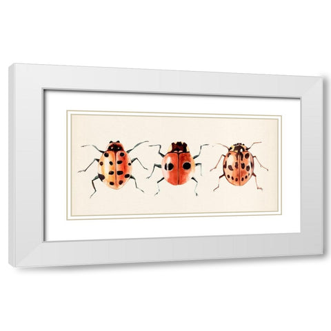 Ladybug Display II White Modern Wood Framed Art Print with Double Matting by Warren, Annie