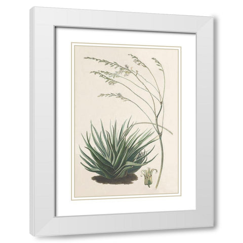 Agave Plant I White Modern Wood Framed Art Print with Double Matting by Unknown