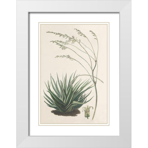 Agave Plant I White Modern Wood Framed Art Print with Double Matting by Unknown