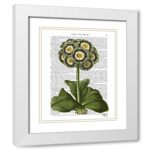 Primula Auricula Blue White Modern Wood Framed Art Print with Double Matting by Fab Funky