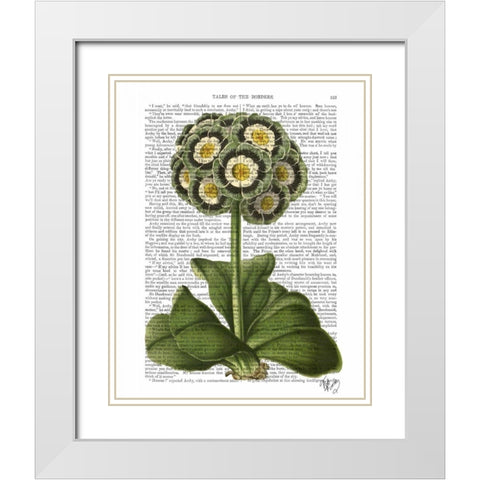 Primula Auricula Blue White Modern Wood Framed Art Print with Double Matting by Fab Funky