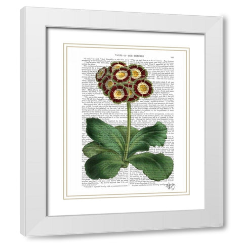 Primula Auricula Red White Modern Wood Framed Art Print with Double Matting by Fab Funky