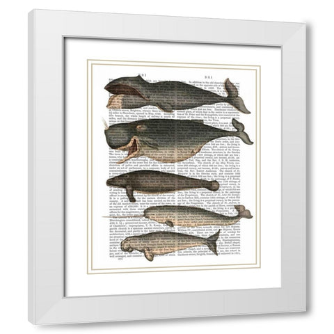 Five Vintage Whales White Modern Wood Framed Art Print with Double Matting by Fab Funky