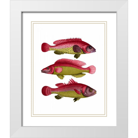 Red and Yellow Fantasy Fish Trio White Modern Wood Framed Art Print with Double Matting by Fab Funky