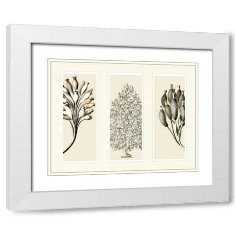 Trio Sea Sponges on 3 Panels White Modern Wood Framed Art Print with Double Matting by Fab Funky