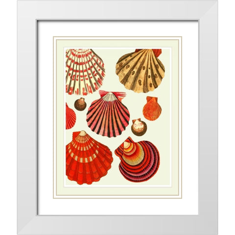 Red and Cream Clam Shells White Modern Wood Framed Art Print with Double Matting by Fab Funky