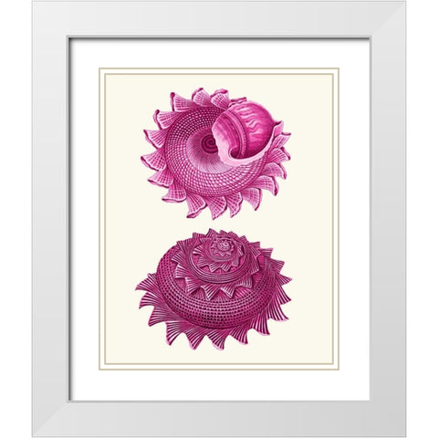 Pink Shells b White Modern Wood Framed Art Print with Double Matting by Fab Funky