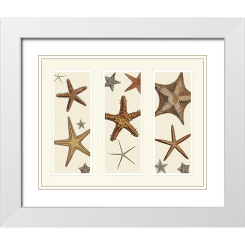 Starfish Print on 3 Panels White Modern Wood Framed Art Print with Double Matting by Fab Funky