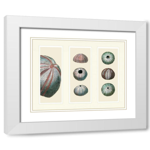 Sea Urchins on 3 Panels White Modern Wood Framed Art Print with Double Matting by Fab Funky