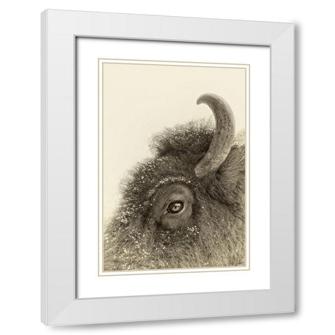 Buffalo Eye and Snow White Modern Wood Framed Art Print with Double Matting by Drost, David