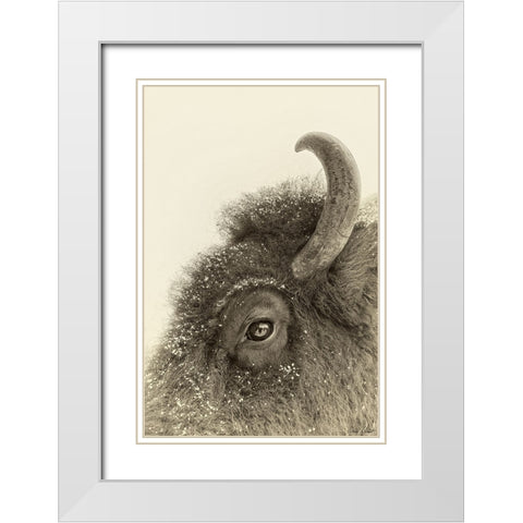 Buffalo Eye and Snow White Modern Wood Framed Art Print with Double Matting by Drost, David