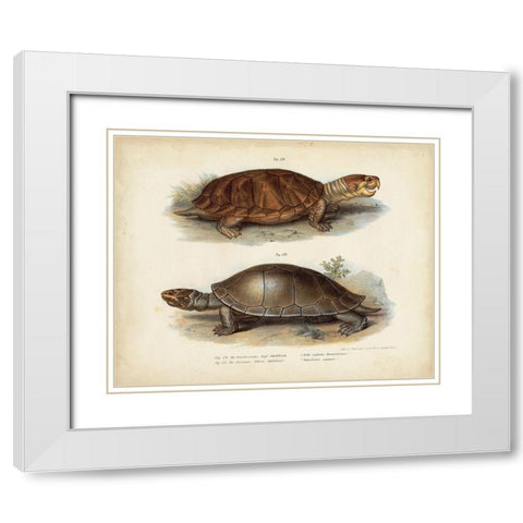 Antique Turtle Pair II White Modern Wood Framed Art Print with Double Matting by Vision Studio