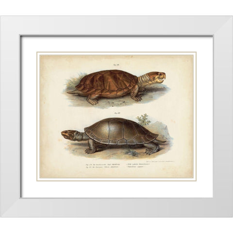 Antique Turtle Pair II White Modern Wood Framed Art Print with Double Matting by Vision Studio