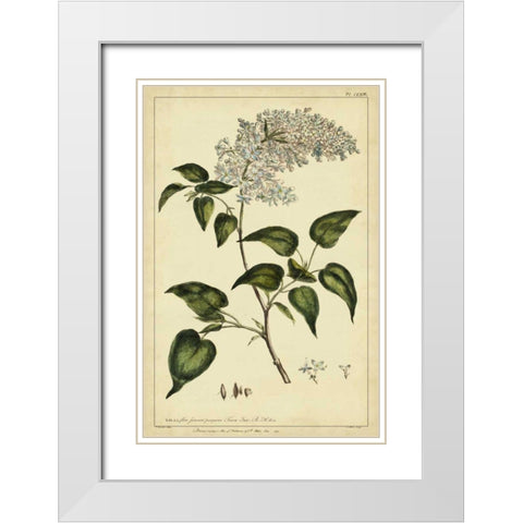 Lilac, Pl. CLXIII White Modern Wood Framed Art Print with Double Matting by Miller, Philip