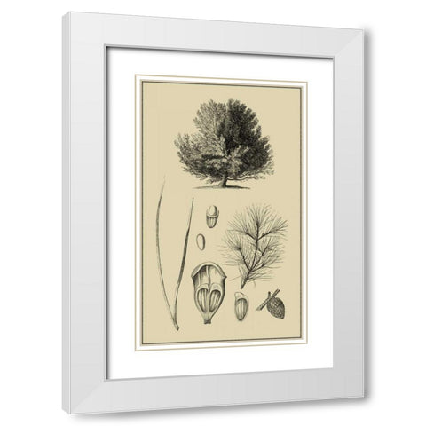 Arbor Study V White Modern Wood Framed Art Print with Double Matting by Vision Studio