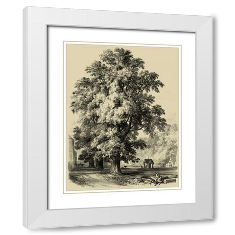 The Elm Tree White Modern Wood Framed Art Print with Double Matting by Unknown