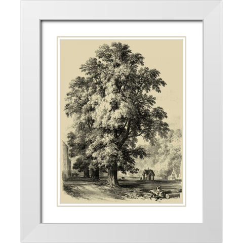 The Elm Tree White Modern Wood Framed Art Print with Double Matting by Unknown