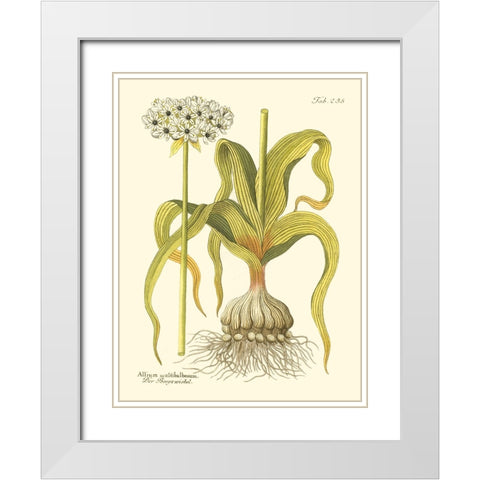 Allium Pl. 258 White Modern Wood Framed Art Print with Double Matting by Unknown
