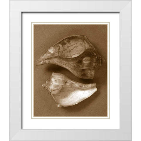 Sensual Shells II White Modern Wood Framed Art Print with Double Matting by Stramel, Renee W.