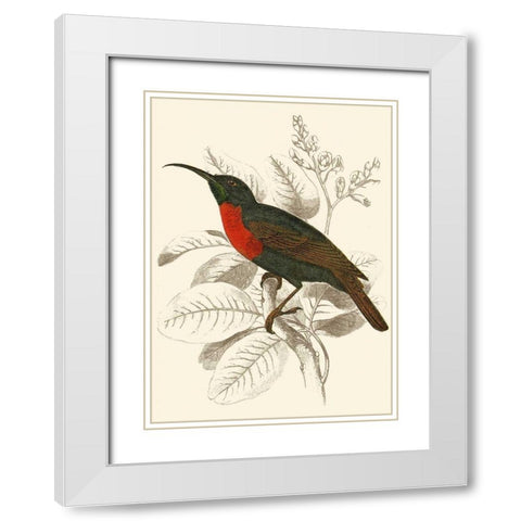 Jardine Hummingbird III White Modern Wood Framed Art Print with Double Matting by Jardine, Sir William
