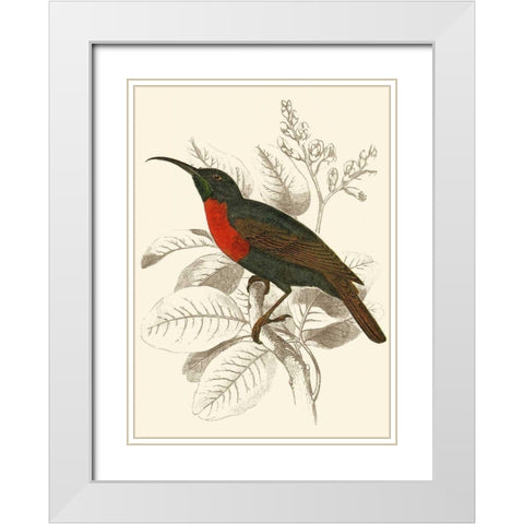Jardine Hummingbird III White Modern Wood Framed Art Print with Double Matting by Jardine, Sir William
