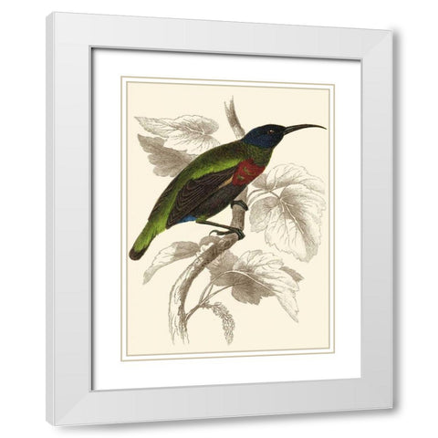 Jardine Hummingbird IV White Modern Wood Framed Art Print with Double Matting by Jardine, Sir William