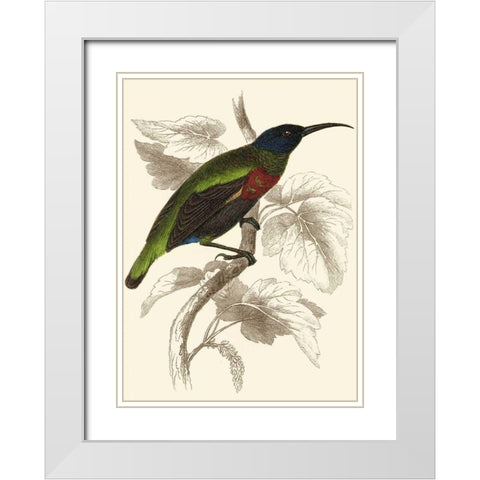 Jardine Hummingbird IV White Modern Wood Framed Art Print with Double Matting by Jardine, Sir William