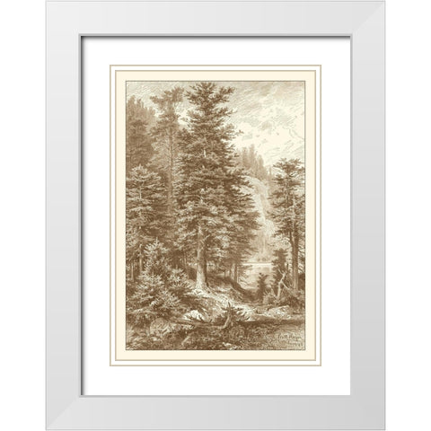 Sepia Noble Fir White Modern Wood Framed Art Print with Double Matting by Heyn, Ernst