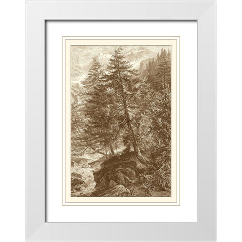 Sepia Larch Tree White Modern Wood Framed Art Print with Double Matting by Heyn, Ernst