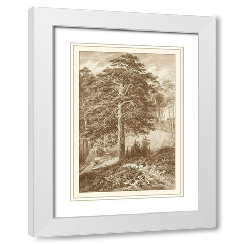 Sepia Wild Pine White Modern Wood Framed Art Print with Double Matting by Heyn, Ernst