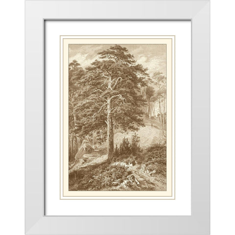 Sepia Wild Pine White Modern Wood Framed Art Print with Double Matting by Heyn, Ernst