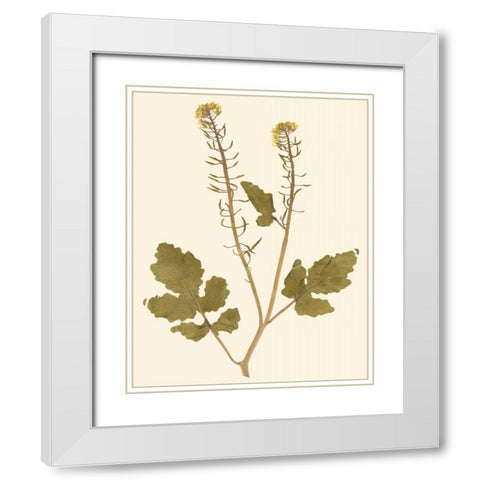 Pressed Botanical I White Modern Wood Framed Art Print with Double Matting by Vision Studio