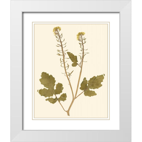 Pressed Botanical I White Modern Wood Framed Art Print with Double Matting by Vision Studio
