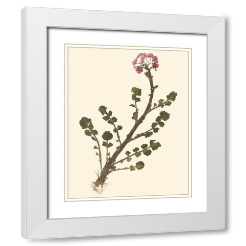 Pressed Botanical II White Modern Wood Framed Art Print with Double Matting by Vision Studio
