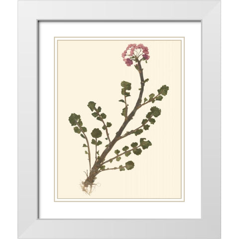Pressed Botanical II White Modern Wood Framed Art Print with Double Matting by Vision Studio