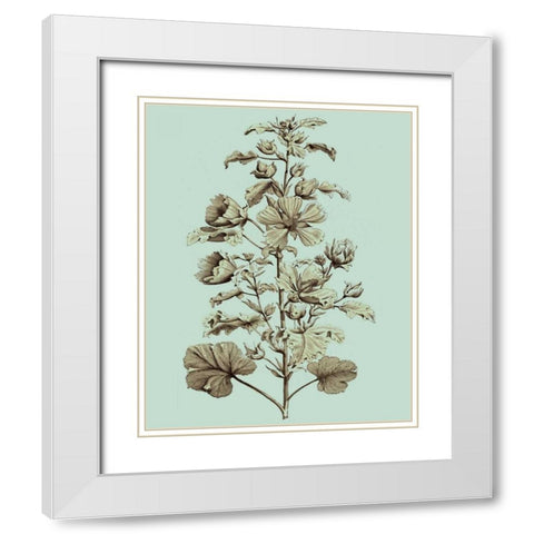Imperial Munting I White Modern Wood Framed Art Print with Double Matting by Munting, Abraham