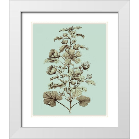 Imperial Munting I White Modern Wood Framed Art Print with Double Matting by Munting, Abraham