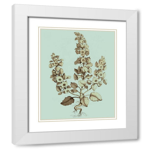Imperial Munting II White Modern Wood Framed Art Print with Double Matting by Munting, Abraham