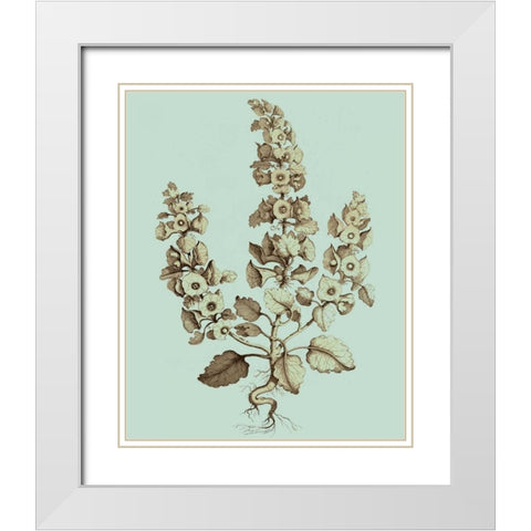 Imperial Munting II White Modern Wood Framed Art Print with Double Matting by Munting, Abraham