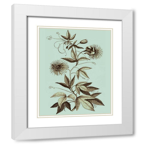 Imperial Munting III White Modern Wood Framed Art Print with Double Matting by Munting, Abraham