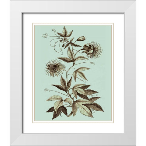Imperial Munting III White Modern Wood Framed Art Print with Double Matting by Munting, Abraham