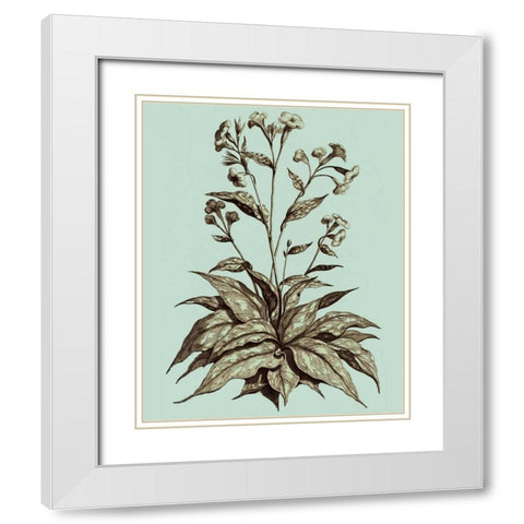 Imperial Munting IV White Modern Wood Framed Art Print with Double Matting by Munting, Abraham
