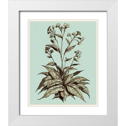 Imperial Munting IV White Modern Wood Framed Art Print with Double Matting by Munting, Abraham