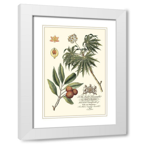 Imperial Foliage II White Modern Wood Framed Art Print with Double Matting by Vision Studio
