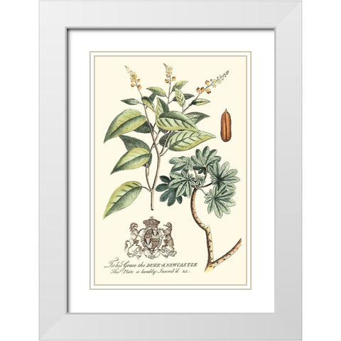 Imperial Foliage IV White Modern Wood Framed Art Print with Double Matting by Vision Studio