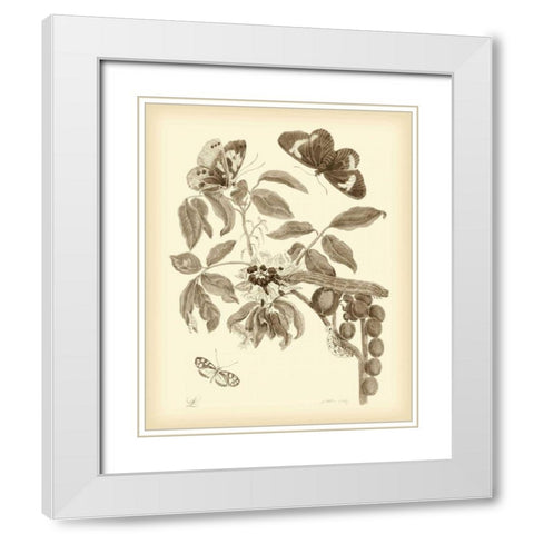 Nature Study in Sepia II White Modern Wood Framed Art Print with Double Matting by Merian, Maria S.