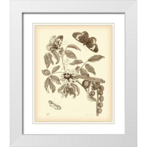 Nature Study in Sepia II White Modern Wood Framed Art Print with Double Matting by Merian, Maria S.