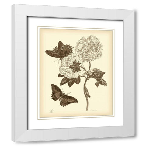 Nature Study in Sepia IV White Modern Wood Framed Art Print with Double Matting by Merian, Maria S.