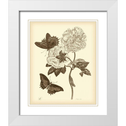 Nature Study in Sepia IV White Modern Wood Framed Art Print with Double Matting by Merian, Maria S.